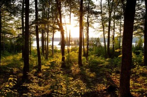 national-park-acadia-woods_33308_600x450