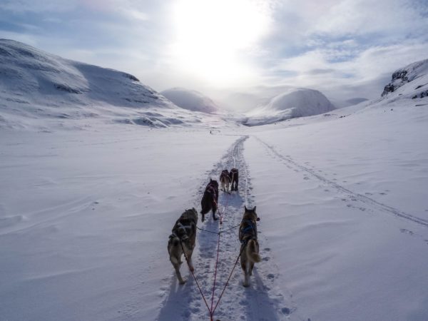 Dog Sledding